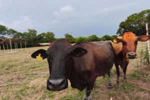 Копия Amplia Finca con bienhechurias en venta en Valencia Carabobo